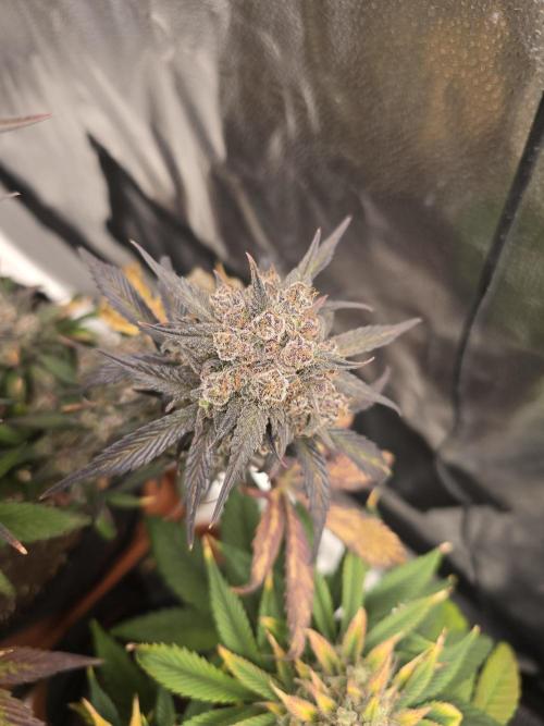 🍓🦍 Strawberry Gorilla Madness. Week 11