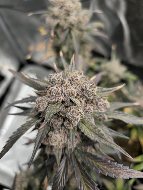 🍓🦍 Strawberry Gorilla Madness. Week 11