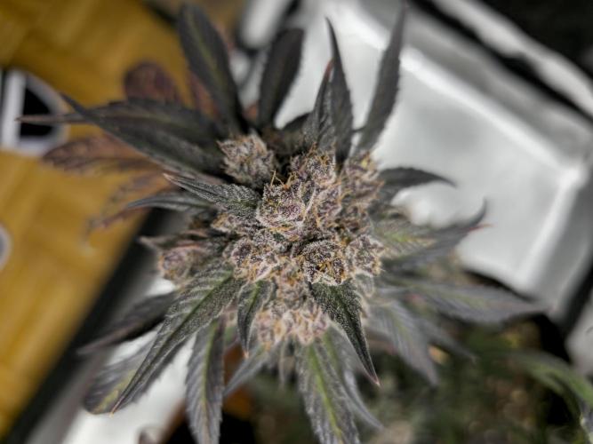 🍓🦍 Strawberry Gorilla Madness. Week 11