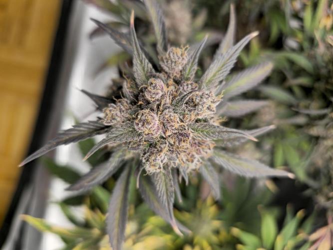 🍓🦍 Strawberry Gorilla Madness. Week 11