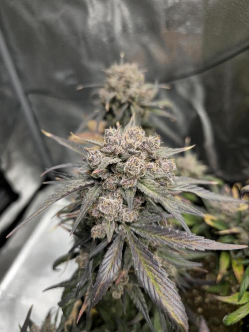 🍓🦍 Strawberry Gorilla Madness. Week 11