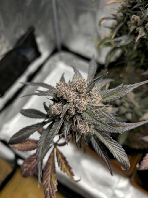 🍓🦍 Strawberry Gorilla Madness. Week 11