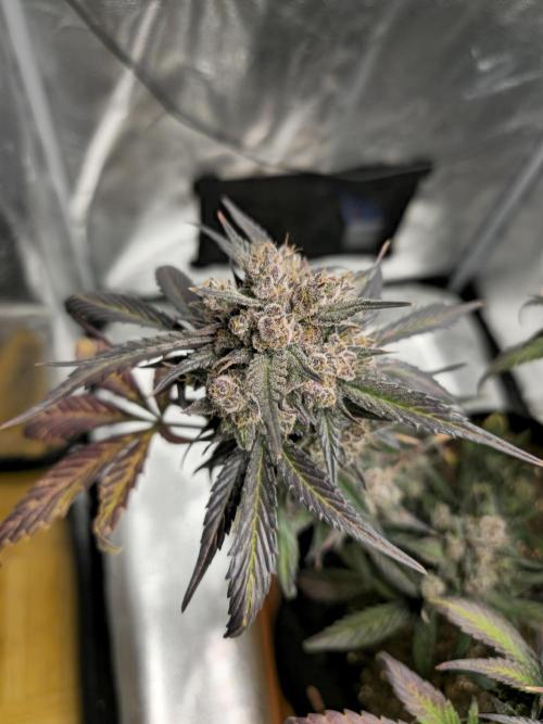 🍓🦍 Strawberry Gorilla Madness. Week 11