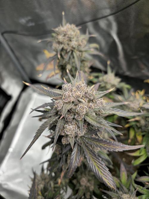 🍓🦍 Strawberry Gorilla Madness. Week 11