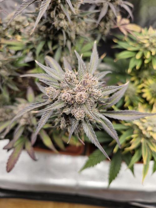 🍓🦍 Strawberry Gorilla Madness. Week 11