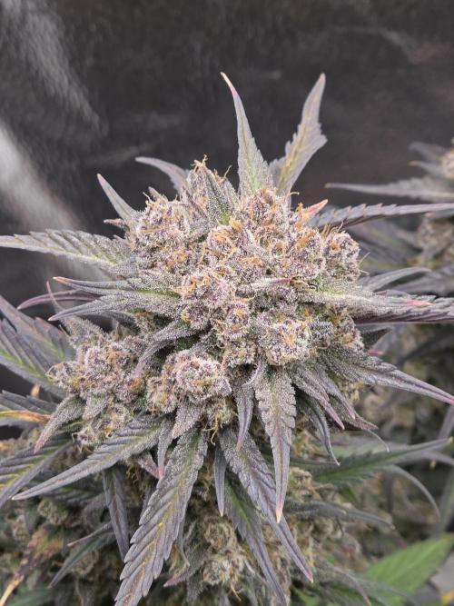 🍓🦍 Strawberry Gorilla Madness. Week 11