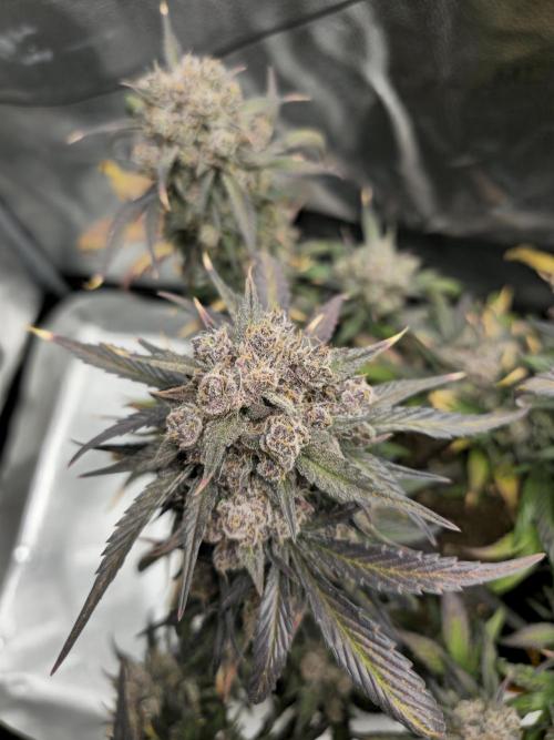 🍓🦍 Strawberry Gorilla Madness. Week 11