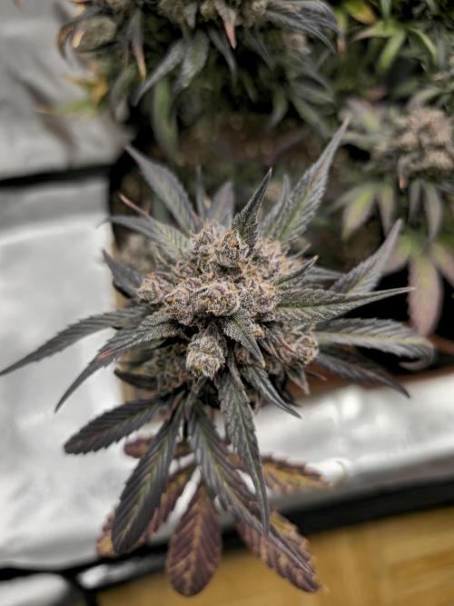 Strawberry Gorilla Auto. Week 11