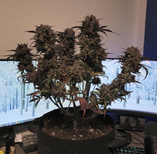 🍓🦍 Strawberry Gorilla Madness. Week 12 - the hand 😂