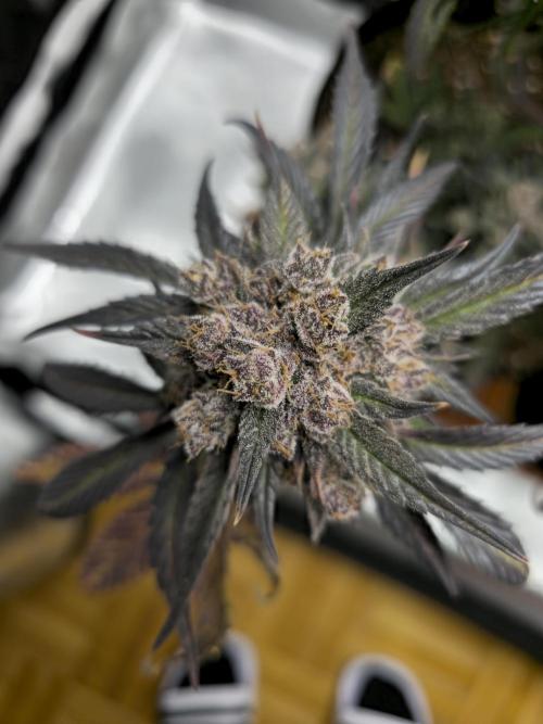 🍓🦍 Strawberry Gorilla Madness. Week 12