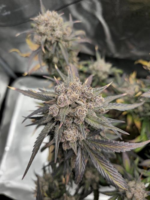 🍓🦍 Strawberry Gorilla Madness. Week 12