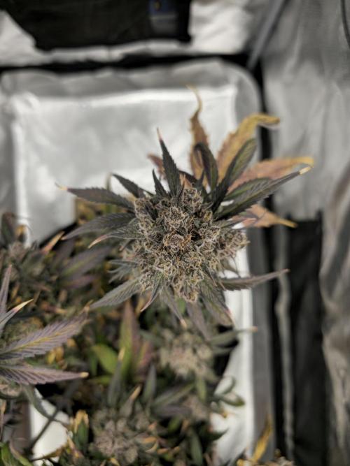 🍓🦍 Strawberry Gorilla Madness. Week 12