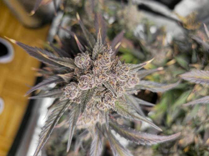 🍓🦍 Strawberry Gorilla Madness. Week 12