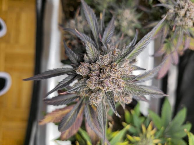 🍓🦍 Strawberry Gorilla Madness. Week 12