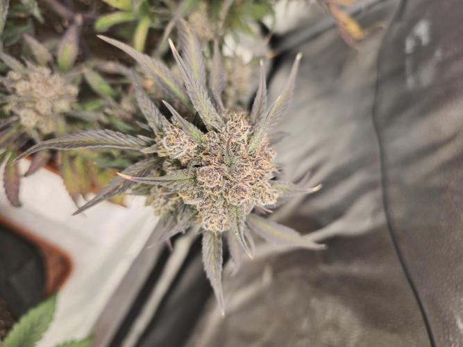 🍓🦍 Strawberry Gorilla Madness. Week 12