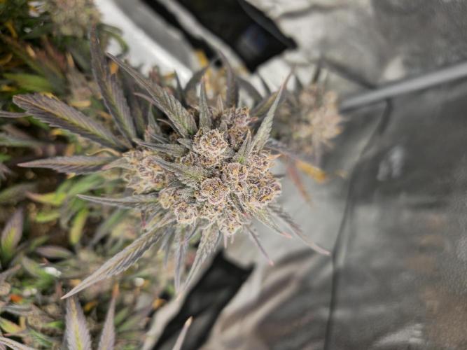 🍓🦍 Strawberry Gorilla Madness. Week 12