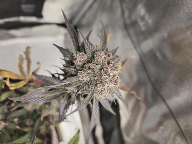 🍓🦍 Strawberry Gorilla Madness. Week 12