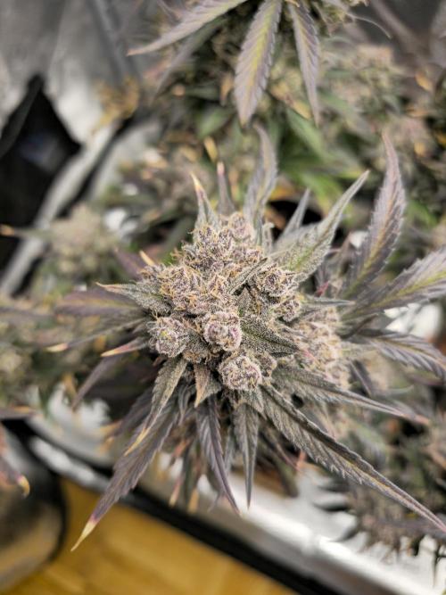 🍓🦍 Strawberry Gorilla Madness. Week 12