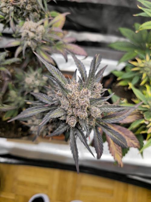 🍓🦍 Strawberry Gorilla Madness. Week 12