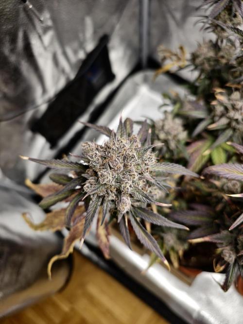 🍓🦍 Strawberry Gorilla Madness. Week 12