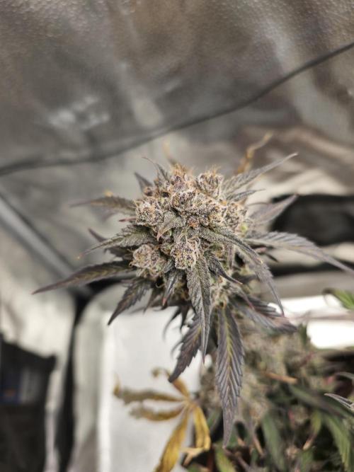 🍓🦍 Strawberry Gorilla Madness. Week 12