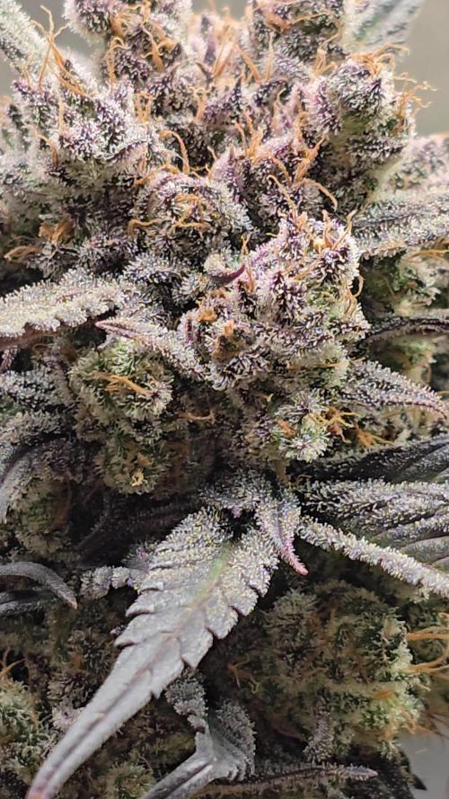 🍓🦍 Strawberry Gorilla Madness