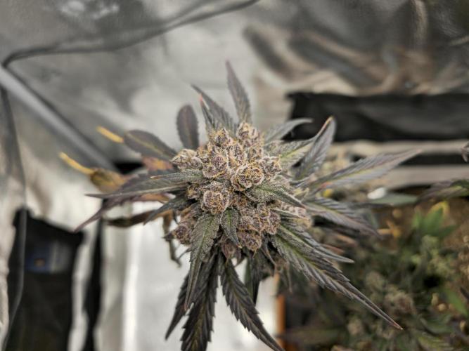 🍓🦍 Strawberry Gorilla Madness. Week 12