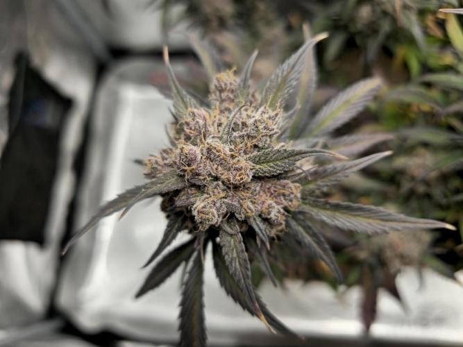 🍓🦍 Strawberry Gorilla Madness. Week 12