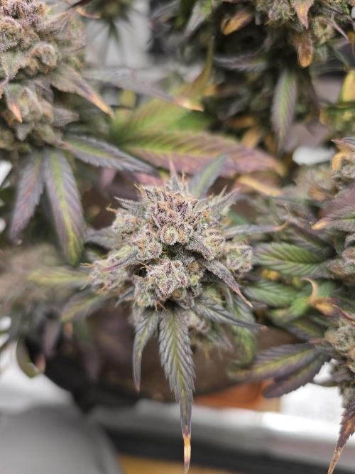 🍓🦍 Strawberry Gorilla Madness. Week 12