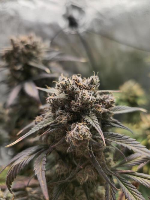 🍓🦍 Strawberry Gorilla Madness. Week 12