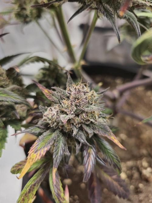 🍓🦍 Strawberry Gorilla Madness. Week 12