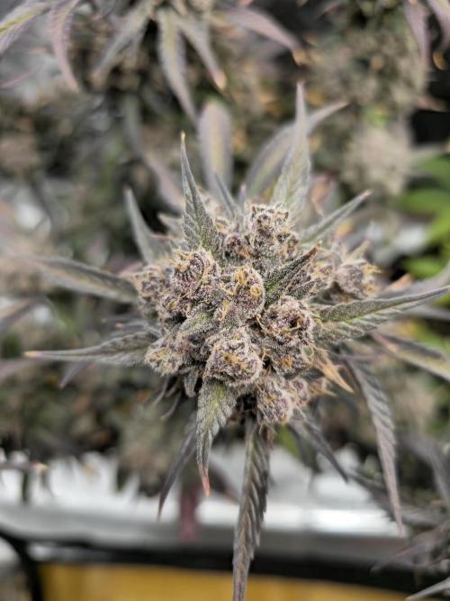 🍓🦍 Strawberry Gorilla Madness. Week 12