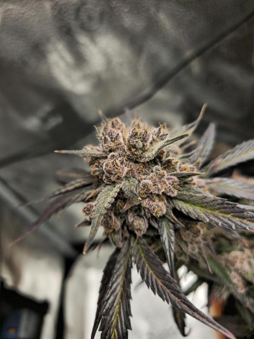 🍓🦍 Strawberry Gorilla Madness. Week 12