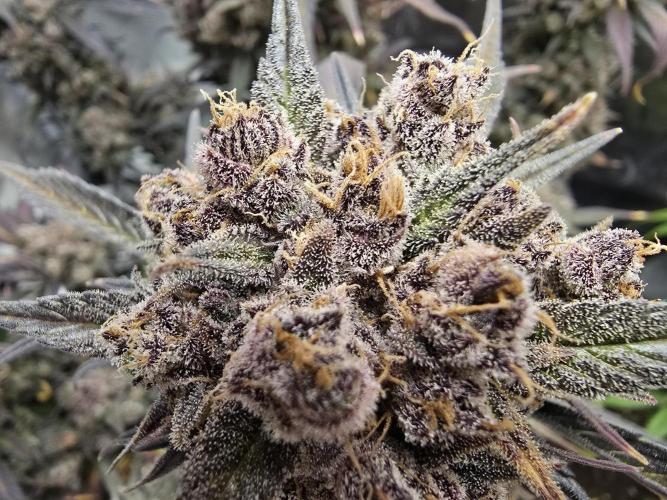 Strawberry Gorilla Auto. Week 12