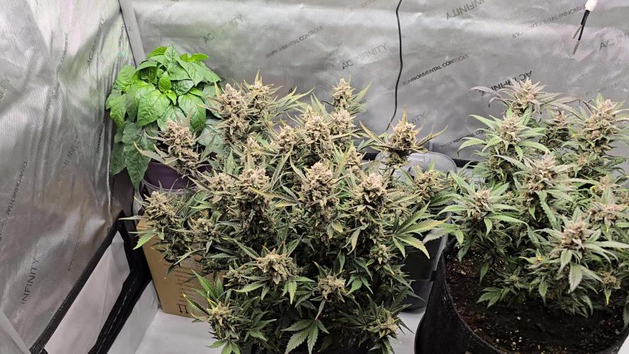 🍓RF3 Strawberry Gorilla🦍