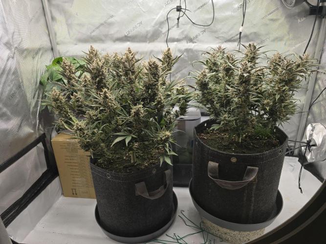 🍓RF3 Strawberry Gorilla🦍. Week 10