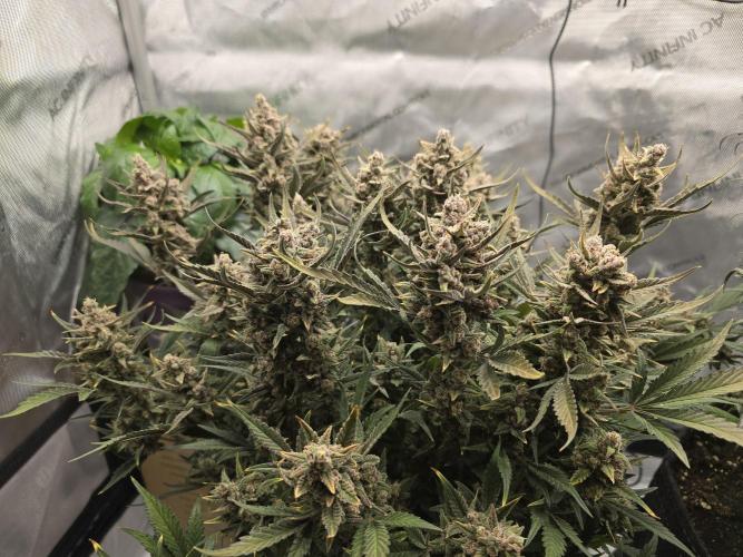 🍓RF3 Strawberry Gorilla🦍. Week 10