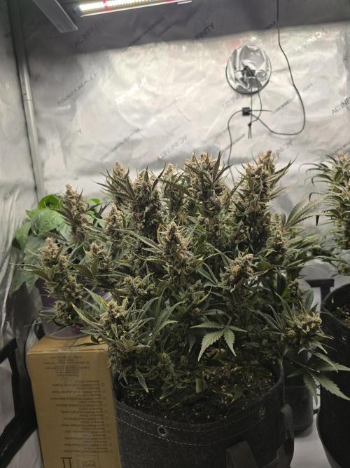 🍓RF3 Strawberry Gorilla🦍. Week 10
