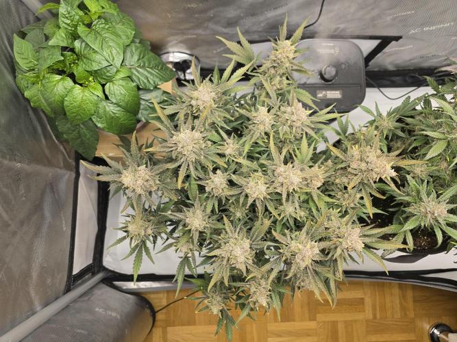 🍓RF3 Strawberry Gorilla🦍. Week 10