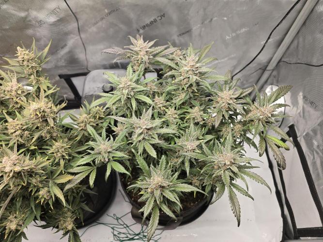 🍓RF3 Strawberry Gorilla🦍. Week 10