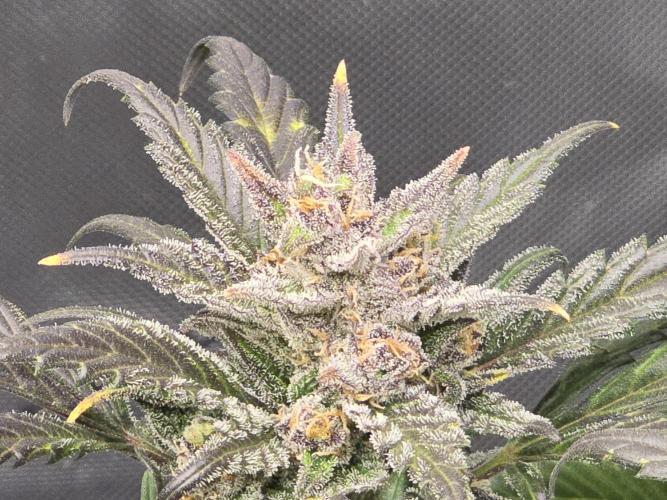 🍓RF3 Strawberry Gorilla🦍. Week 10