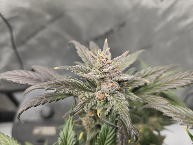 🍓RF3 Strawberry Gorilla🦍. Week 10
