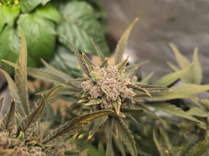 🍓RF3 Strawberry Gorilla🦍. Week 10