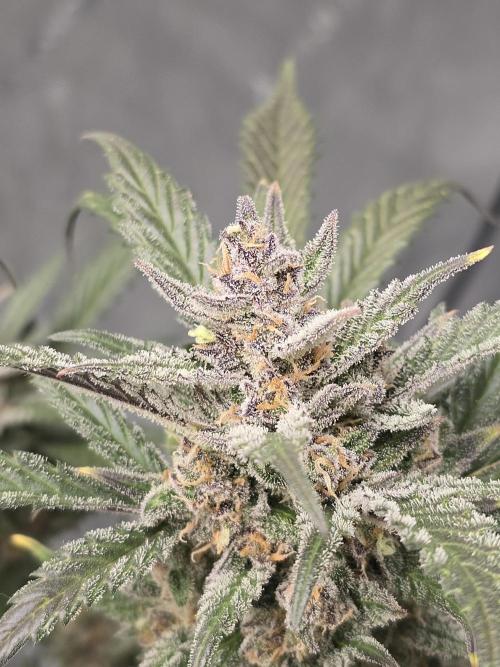 🍓RF3 Strawberry Gorilla🦍. Week 10