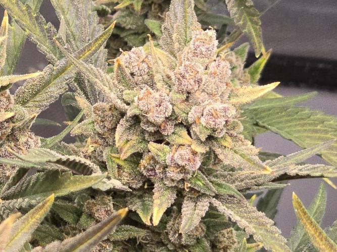 🍓RF3 Strawberry Gorilla🦍. Week 10