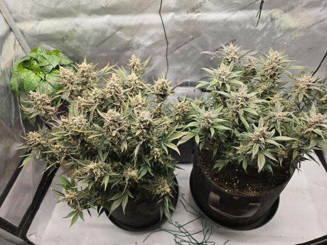 🍓RF3 Strawberry Gorilla🦍. Week 10