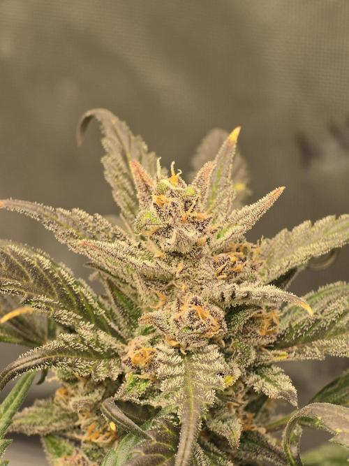 Strawberry Gorilla Auto RF3. Week 10