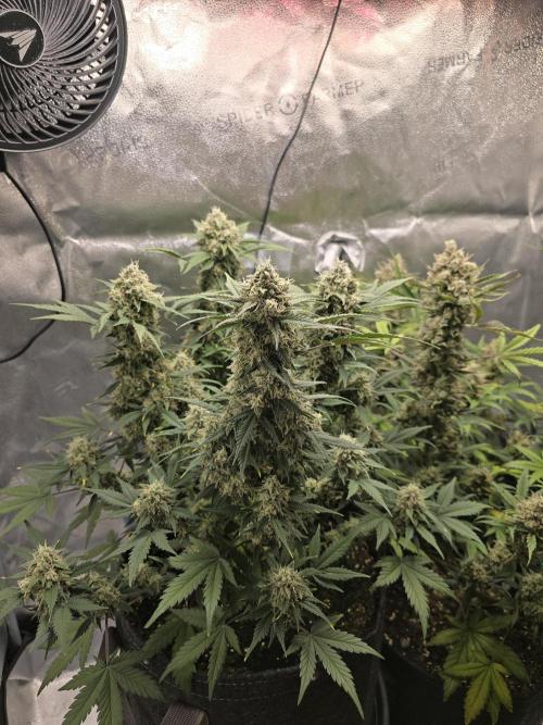 🍊Orange Sherbert Auto🍧. Week 10