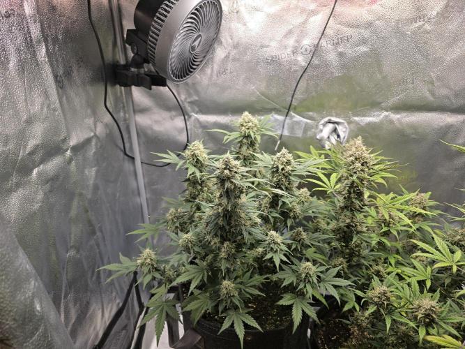 🍊Orange Sherbert Auto🍧. Week 10