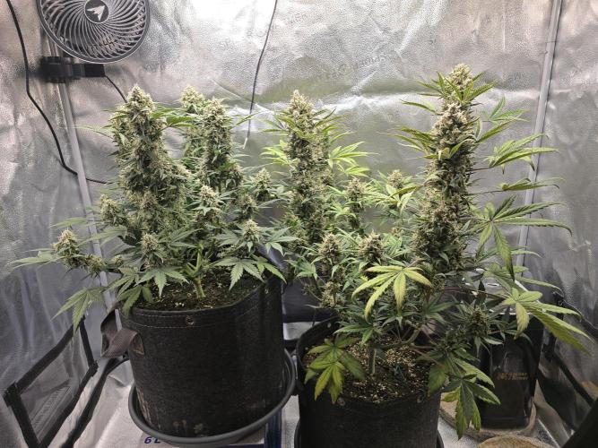 🍊Orange Sherbert Auto🍧. Week 10
